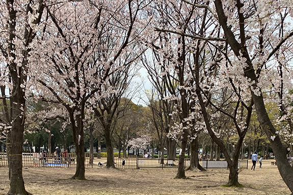 4月：お花見